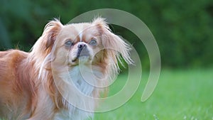 Small cute Chihuahua dog is standing and looking.