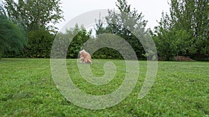 Small cute Chihuahua dog is standing and looking.