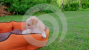 Small cute Chihuahua puppy playing outdoors.