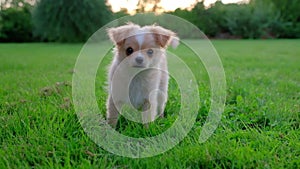 Small cute Chihuahua puppy playing outdoors at sunset.