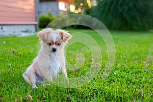 Small cute Chihuahua puppy playing outdoors at sunset.