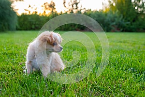 Small cute Chihuahua puppy playing outdoors at sunset.