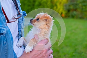 Small cute Chihuahua puppy playing outdoors at sunset.