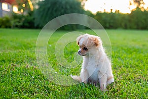 Small cute Chihuahua puppy playing outdoors at sunset.