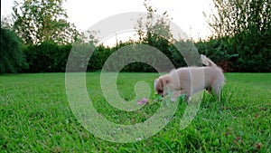 Small cute Chihuahua puppy playing outdoors at sunset.