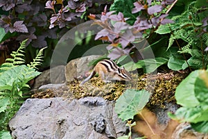 Small cute chipmunk with curious look closeup.