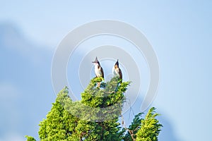 Small cute colorful two or double birds on the top of pine tree.