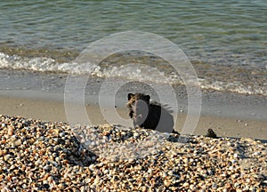 A small cute cub of a raccoon dog is walking along the sandy seashore to gather fish and crabs thrown out by sea waves in summer