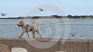 Small cute curly poodle dog in a harness and leash walks on concrete near water. Light brown or tan colored puppy