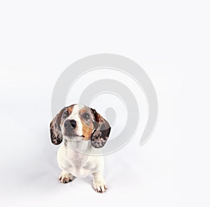 Small cute dachshund puppy dog looking funny on plain white background