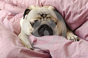 Small cute dog breed pug sleeping in master`s bed