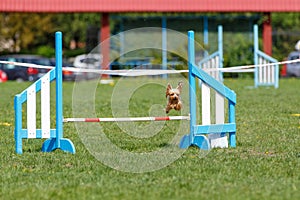 Small cute dog jumping over the obstacle on dog agility sport competition