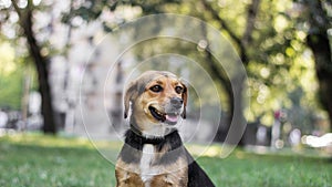 Small cute dog playing in the park. Nice sunny day