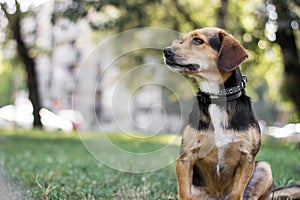 Small cute dog playing in the park. Nice sunny day