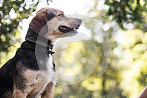 Small cute dog playing in the park. Nice sunny day