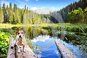 Small cute dog standing near the lake