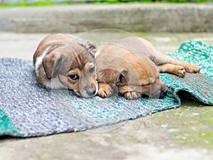 small cute dogs in the yard