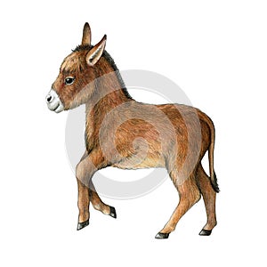 Small cute donkey watercolor illustration. Hand drawn realistic baby donkey farm animal side view. Newborn foal farm