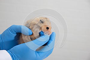 small cute fluffy Syrian hamster in the hands of a doctor, hands in medical gloves hold a rodent