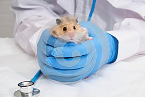 small cute fluffy Syrian hamster in the hands of a doctor, hands in medical gloves hold a rodent