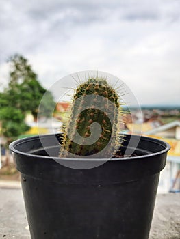 a small, cute and fresh green cactus