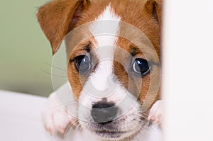 Small cute funny jack russell terrier puppies playing with a cardboard box