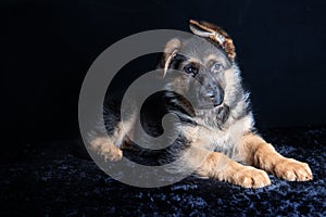 Small cute german shephard puppy lying on black background and looking straight into the camera