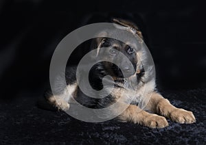 Small cute german shephard puppy lying on black background and looking straight into the camera