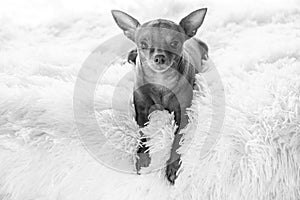 Small cute ginger mini pin dog on the bed at home