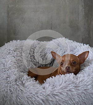 Small ginger pinscher in his fluffy bed photo