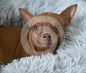 Small ginger pinscher in his fluffy bed