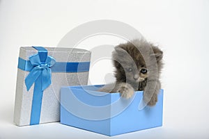 Small and cute gray kitten climbs out of an open gift box with blue bow.