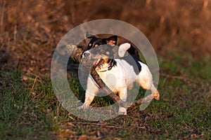 Small cute happy size madness Jack Russell Terrier dog carries a large branch on a green meadow