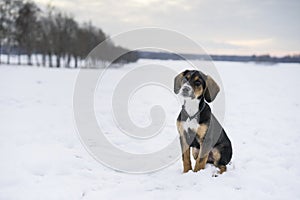 Small cute harrier puppy dog sitting outdoors on snow in Swedish nature and winter landscape
