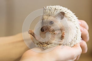 Small cute hedgehog in female hands. Atelerix albiventris