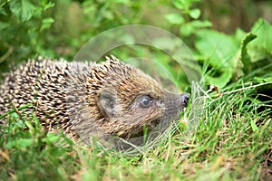 Hedgehog in a grass