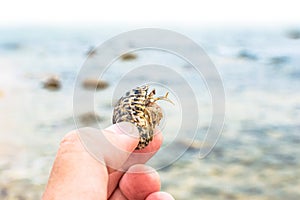 Small cute hermit crab in hand close up, sandy beach in Sharm ash Sheikh, Egypt