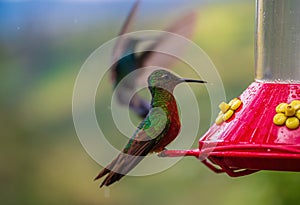 Small cute hummingbird at a sugar feeder in Peru