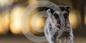 small cute Jack Russell Terrier dog is going frontal over a meadow atmospheric light in early spring