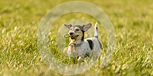 A small cute Jack Russell Terrier dog running fast and with joy across a meadow with a toys in his mouth