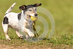 A small cute Jack Russell Terrier dog running fast and with joy across a meadow with a toys in his mouth