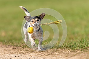 A small cute Jack Russell Terrier dog running fast and with joy across a meadow with a toys in his mouth