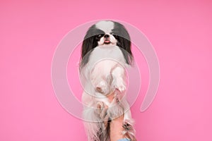 Small cute Japanese Chin against pink background