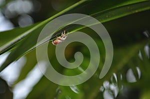 Jumping spider in the garden