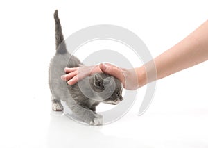 Small cute kitten , close-up