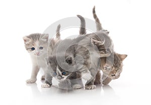 Small cute kitten , close-up