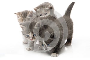 Small cute kitten , close-up