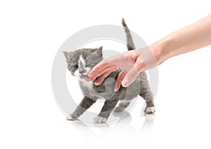 Small cute kitten , close-up