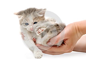 Small cute kitten , close-up