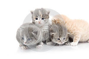 Small cute kitten , close-up